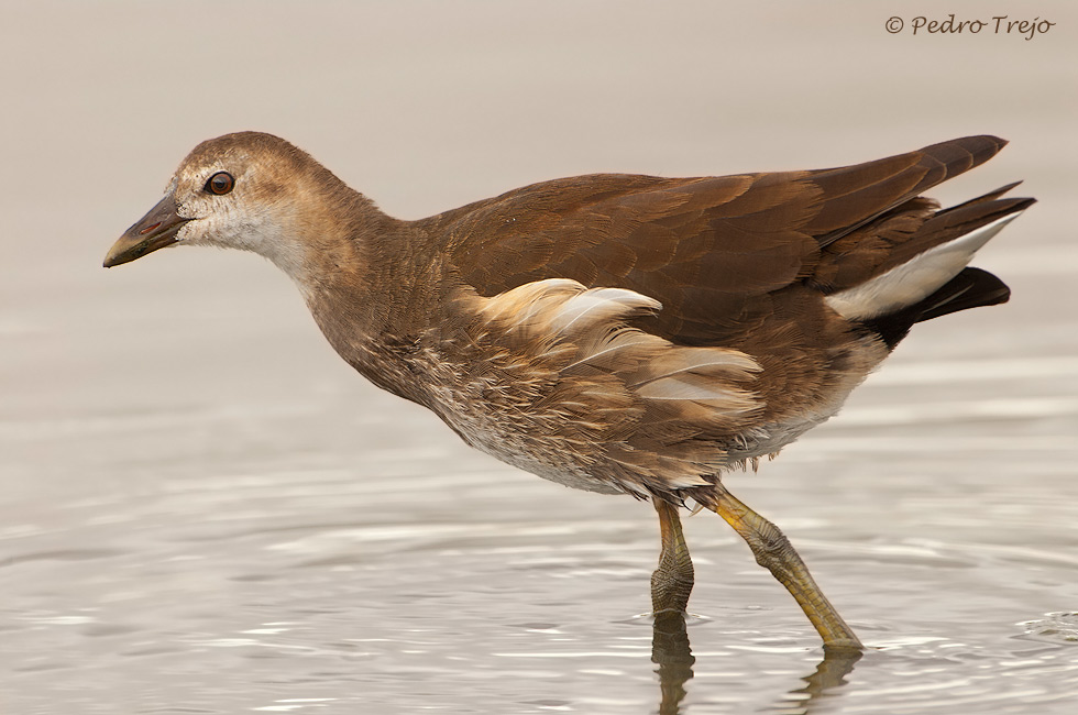 Polla de agua (Gallinula chloropus)